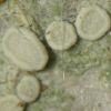 Lecanora albella